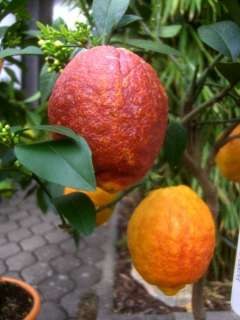 Citrus limon Rosso, rote Zitrone, 70 80cm, viele Blüten  