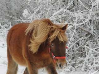 Pony Wallach sucht in Schleswig Holstein   Rodenbek  Pferde 