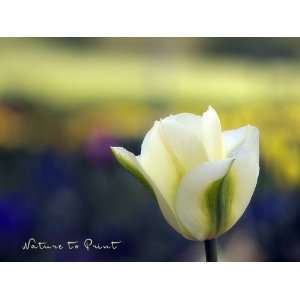 Blumen Wandbild Solitäre Tulpe, wie gemalt als Kunstdruck 