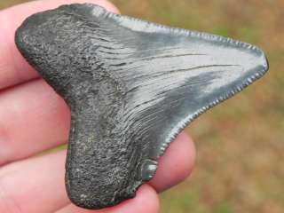 Megalodon fossil Shark Tooth Teeth HOOKED MEAT SLICER  