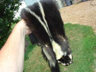 Huge skunk pelt tanned fur hide trapping skin/cabin  