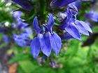 LOBELIA SYPHILITICA BLUE CARDINAL FLOWER   HARDY PERENNIAL 1 PKT x 100 