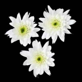 FRESH Massing Chrysanths   Available to purchase on  today