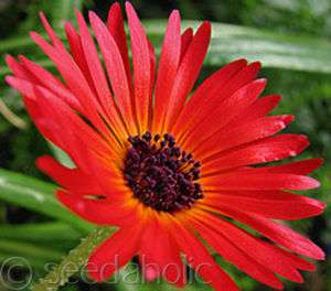 Livingstone Daisy Ice Plant Gelato Bright Red 100 Seeds  