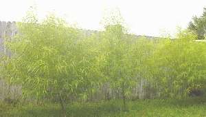   Fast Growing Hybrid Willow Tree for Home Garden Privacy Screens  