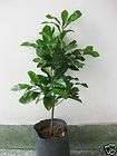 promotion miracle fruit plant 15 tall 1 8yr 