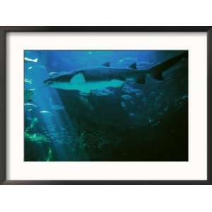  Shark Aquarium, South Africa, Cape Town Photos To Go 