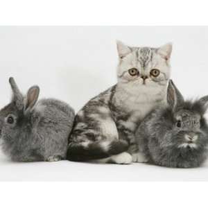 Blue Silver Exotic Shorthair Kitten with Baby Silver Lionhead Rabbits 