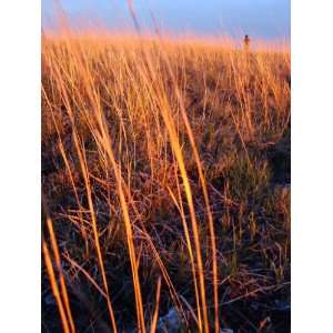  300 LITTLE BLUESTEM GRASS Schizachyrium Scoparius Seeds 