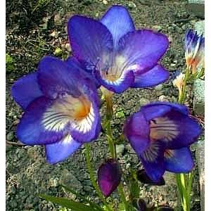   Blue Freesia  10 Bulbs   Indoors/Out   Fragrant Patio, Lawn & Garden