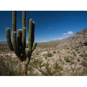 Cactus Plants in a Desert, Quilmes, Tucuman Province, Argentina Travel 