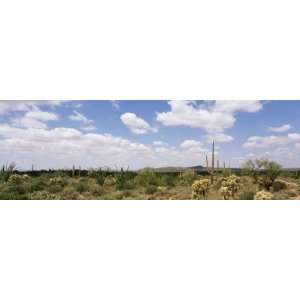 Cactus Plants on a Landscape, Sonoran Desert, Superstition Mountains 