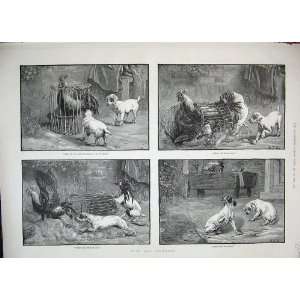   1889 Animals Puppy Dogs Cockerel Cage Feathers Fight