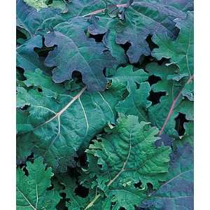  Kale, Red Russian 1 Pkt. (500 seeds) Patio, Lawn & Garden