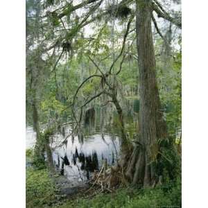 Cypress Tree with Spanish Moss Along the Shore of the Silver River 