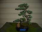 Juniper Bonsai procumbens nana 12 yrs old, you will receive tree 