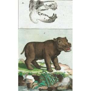  Hippopotamus Illustration