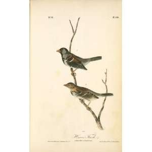   James Audubon   24 x 40 inches   Harriss Finch. 1. Adult Male