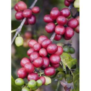  Ripe Coffee Berries, Kona Joes Coffee Plantation, Kona 