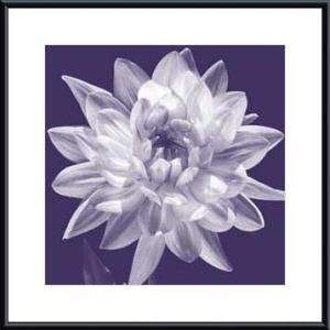   Print   White Dahlia I   Artist CAROLINE KELLY  Poster Size 19 X 19