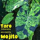   TARO Colocasia esculenta VARIEGATED CAMO ELEPHANT EAR Live small Plant