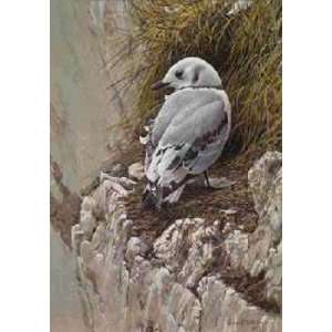  Robert Bateman   Young Kittiwake