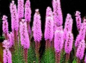 Thick spiked gayfeather liatris Native 100+ seeds  