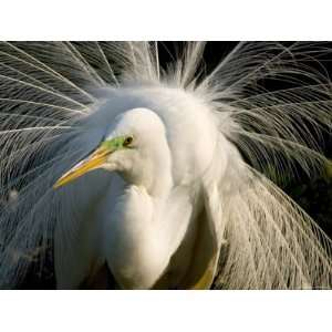  Great Egret Displaying Feathers, St. Augustine, Florida 