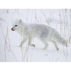 Fox (Alopex Lagopus) Running in Snow, Near Churchill, Manitoba, Canada 
