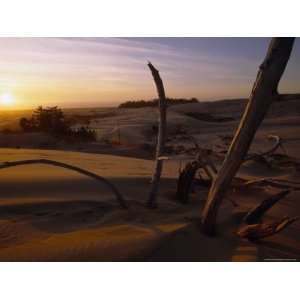  Twilight View of Driftwood in the Dunes, Oregon Premium 