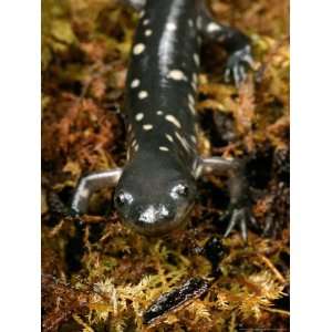  Eastern Tiger Salamander, Sumter County, Florida, USA 