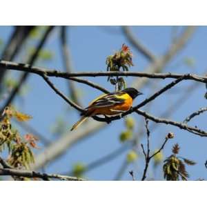  Baltimore Oriole, Icterus Galbula, in a Flowering Tree in 