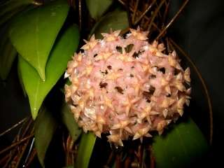 Hoya erythrostemma Rare Plant Pink Blooming Size 1 Pot  