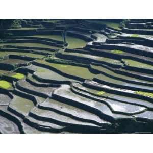  Rice Terraces, 2000 Years Old, Banaue, Island of Luzon, Philippines 