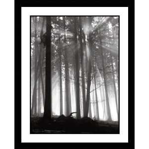  Forest Dawn by Stephen King   Framed Artwork