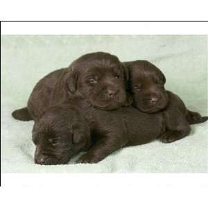  Dogs   Chocolate Labrador   Puppies lying down togethe 