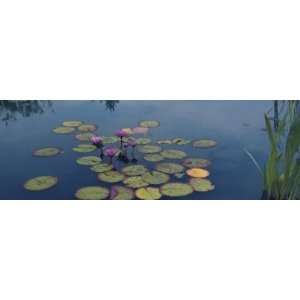  Water Lilies in a Pond, Denver Botanic Gardens, Denver 