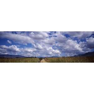  Country Road, Oaxaca, Mexico by Panoramic Images , 36x12 