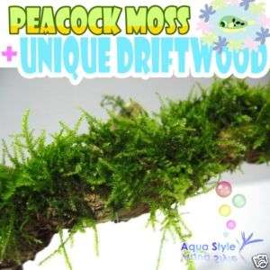 Peacock Moss+Unique Driftwood(L) Live aqua plant(UD1L)  