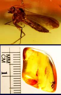 Fossil Insect Inclusion inside 1.1 gram Baltic Amber  