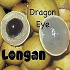   EYE~ 3 SEEDLINGS ~LONGAN~ FRUIT TREE Dimocarpus longan LIVE PLANT