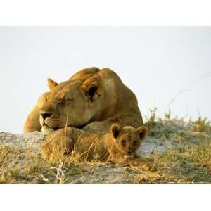 Month Old Cub Relax on a Termite Mound National Geographic Collection 