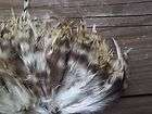 Lot O, Strung NATURAL CHINCHILLA Rooster Saddle Hackle Feathers Fly 