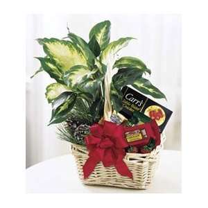  Gift Basket & Plant Baby