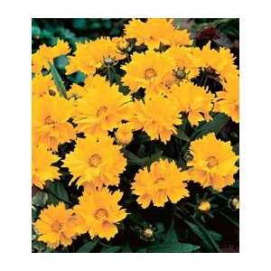  Coreopsis grandiflora Presto Patio, Lawn & Garden