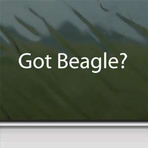  Got Beagle? White Sticker Dog Rabbit Laptop Vinyl Window 
