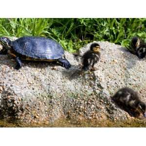  Red Eared Slider Turtle with Baby Ducklings on a Rock 