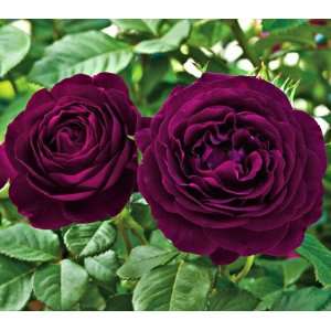  Twilight Zone Rose Seeds Packet Patio, Lawn & Garden