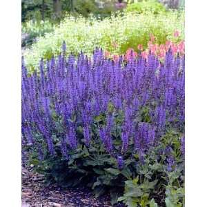  May Night Blue Salvia   Meadow Sage   Plant of the Year 