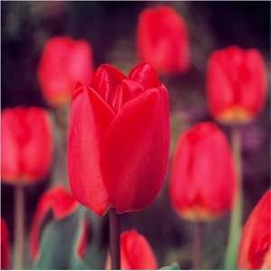  Tulips, Oxford (18 bulbs) Patio, Lawn & Garden
